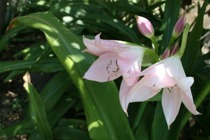 Crinum macowanii image