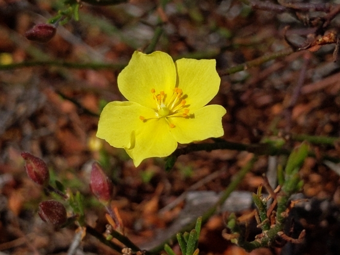 Crocanthemum scoparium image