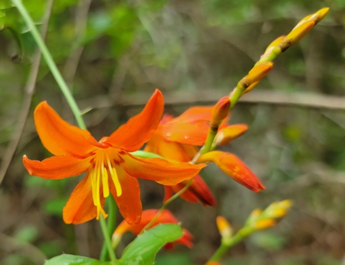 Crocosmia ×crocosmiiflora image