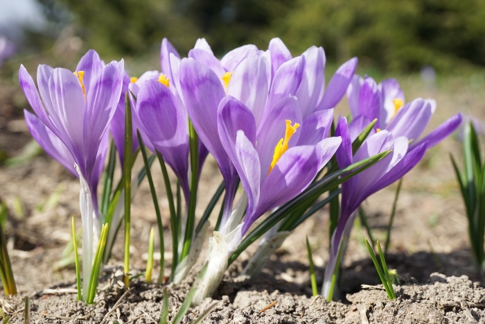 Crocus banaticus image