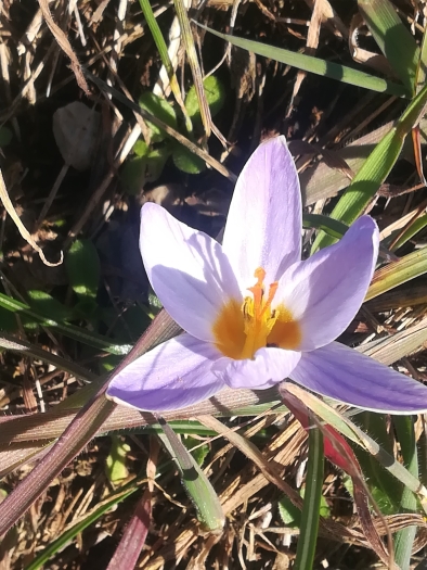 Crocus biflorus image
