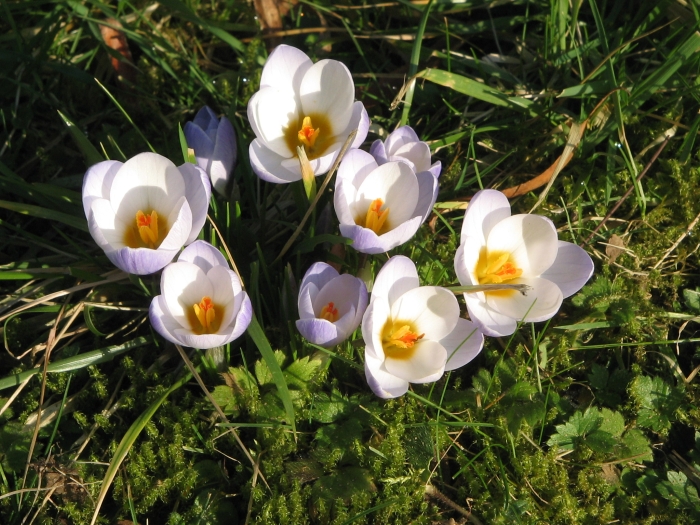 Crocus chrysanthus image