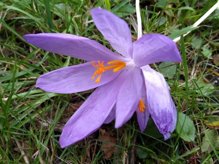 Crocus nudiflorus image
