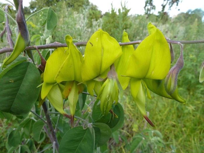 Crotalaria agatiflora image