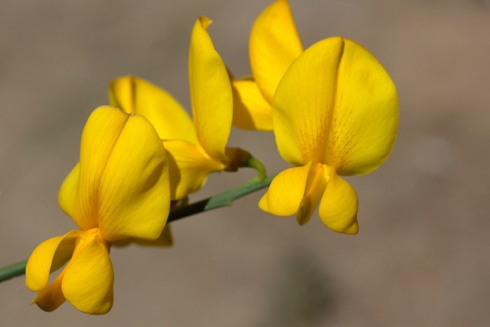 Crotalaria juncea image