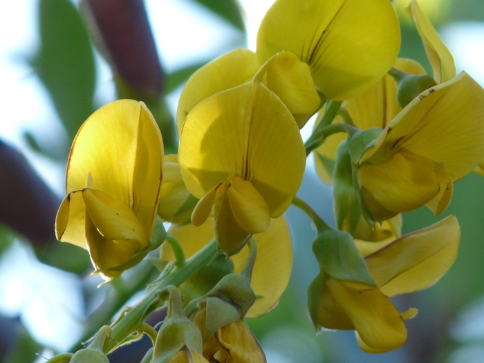 Crotalaria spectabilis image