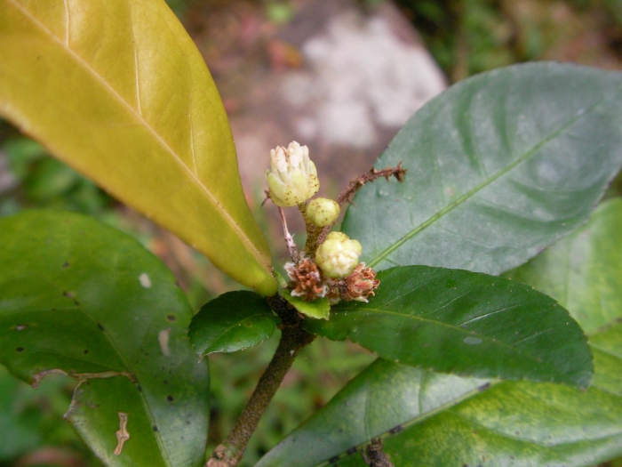 Croton hancei image