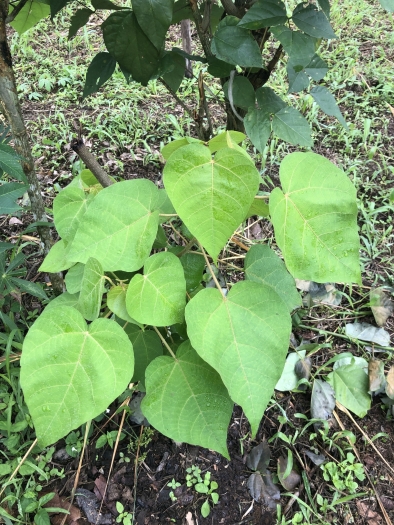 Croton lechleri image