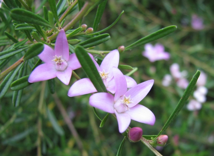Crowea exalata image