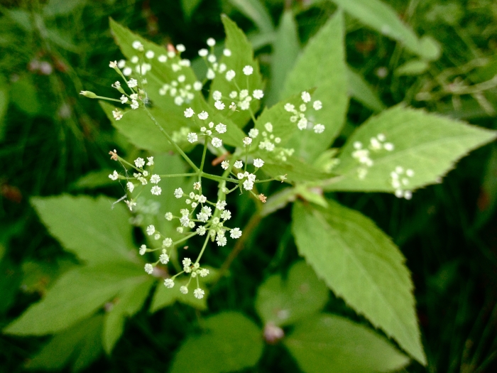 Cryptotaenia canadensis image