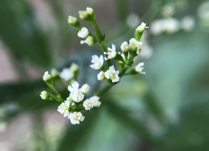 Cryptotaenia japonica image