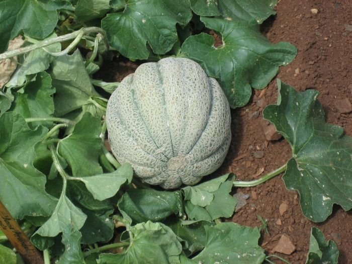 Cucumis melo image