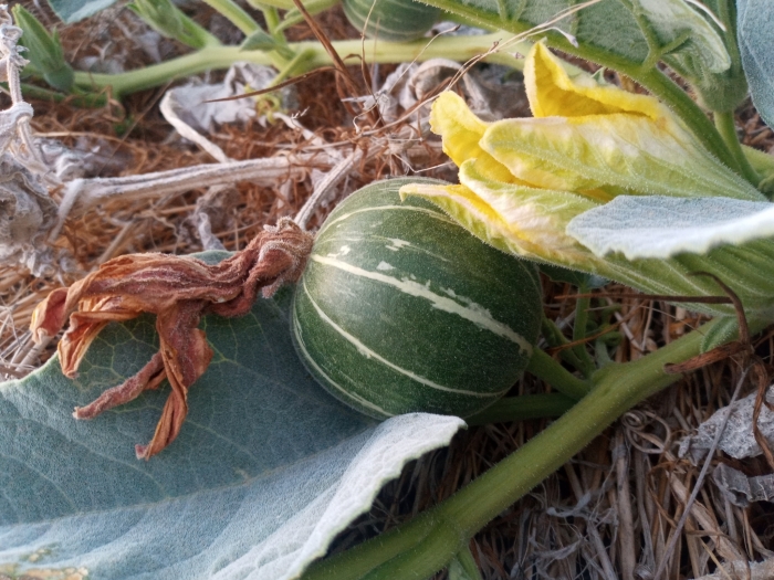 Cucurbita foetidissima image