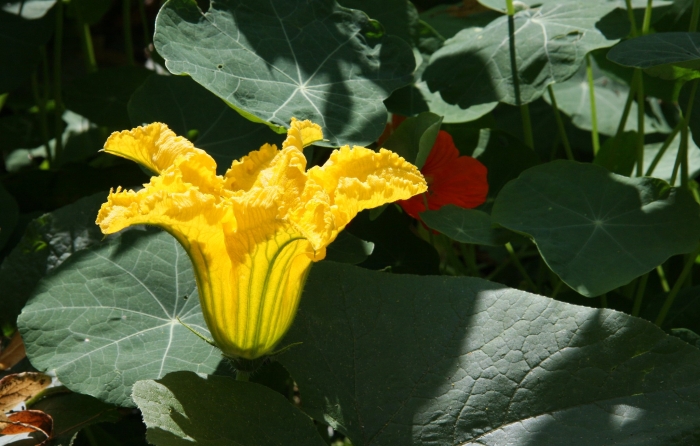 Cucurbita maxima image