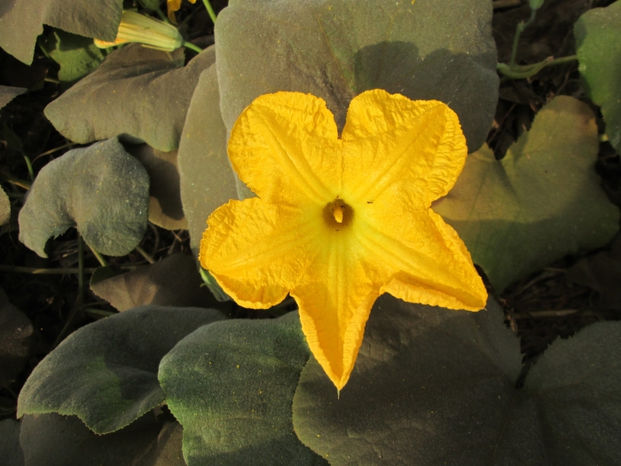 Cucurbita moschata image