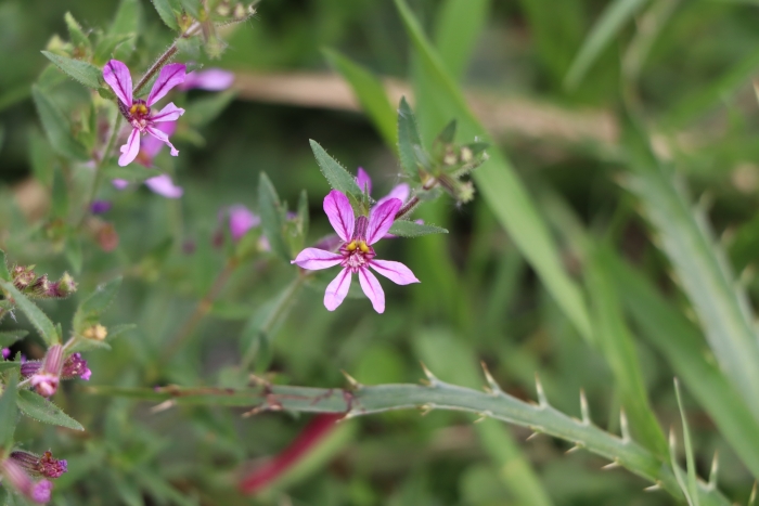 Cuphea glutinosa image