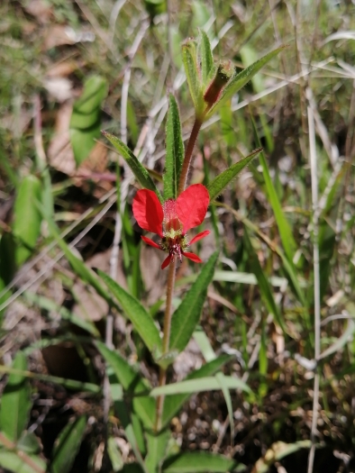 Cuphea heterophylla image
