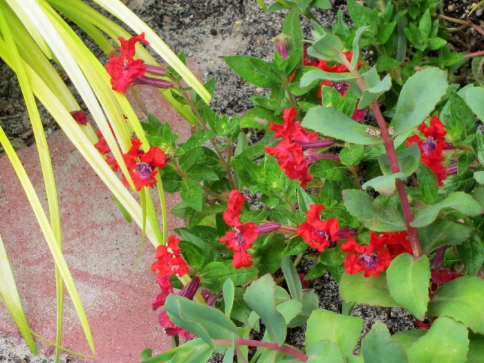 Cuphea llavea image