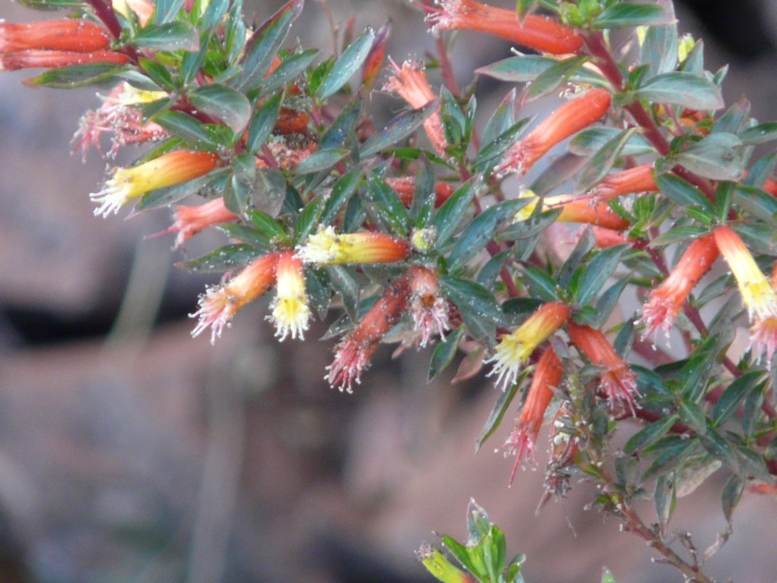 Cuphea micropetala image