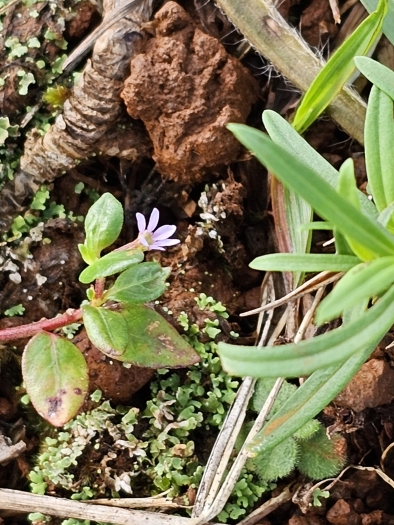 Cuphea parsonsia image