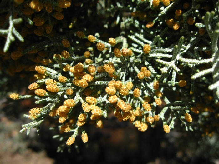 Cupressus glabra image