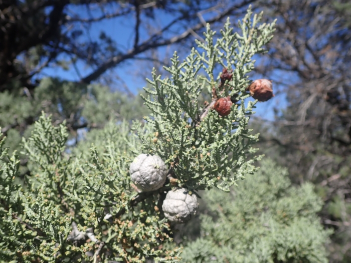Cupressus nevadensis image