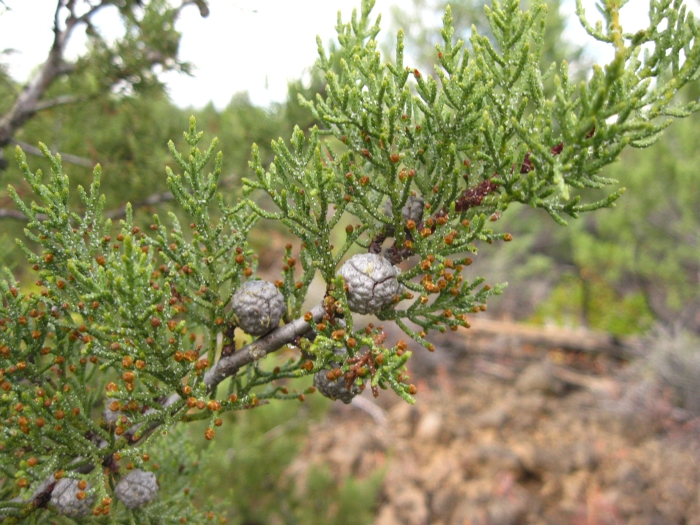 Cupressus bakeri image
