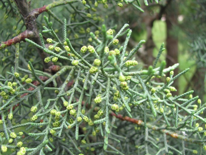 Cupressus cashmeriana image