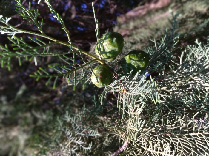 Cupressus dupreziana image