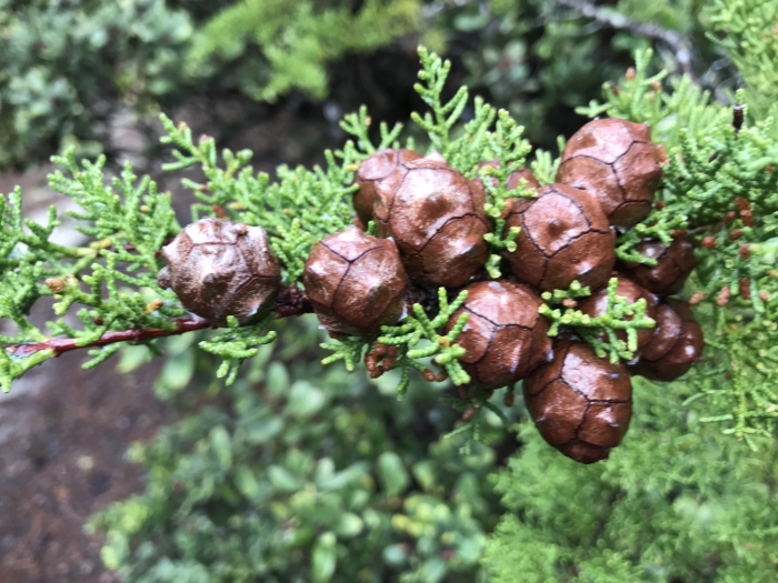 Cupressus goveniana image