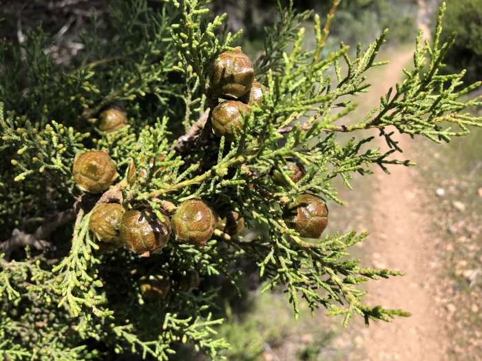 Cupressus forbesii image