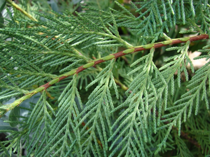 Cupressus leylandii image