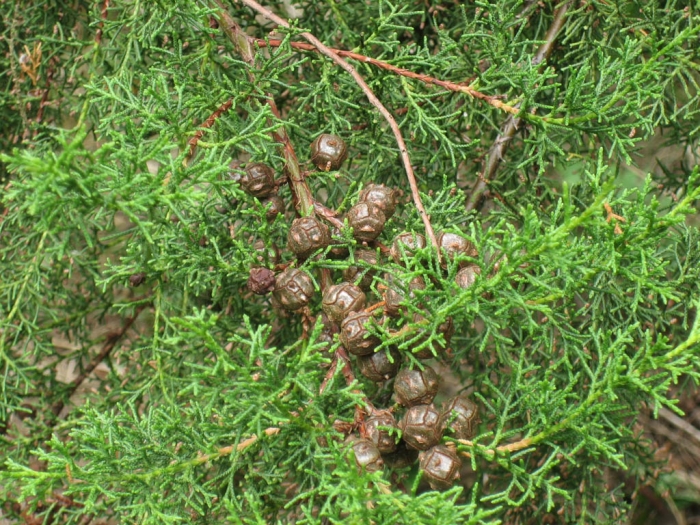 Cupressus lusitanica image