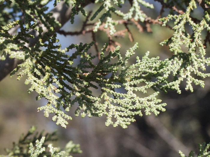 Cupressus macnabiana image