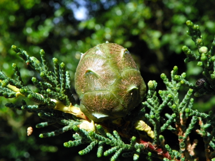 Cupressus macrocarpa image