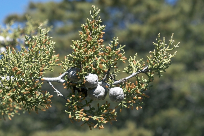Cupressus sargentii image