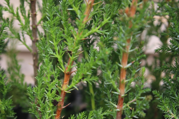 Cupressus sempervirens image
