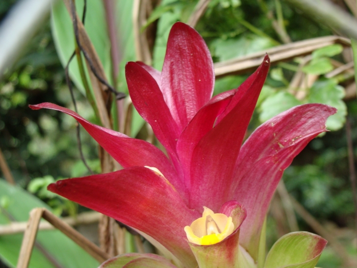 Curcuma longa image