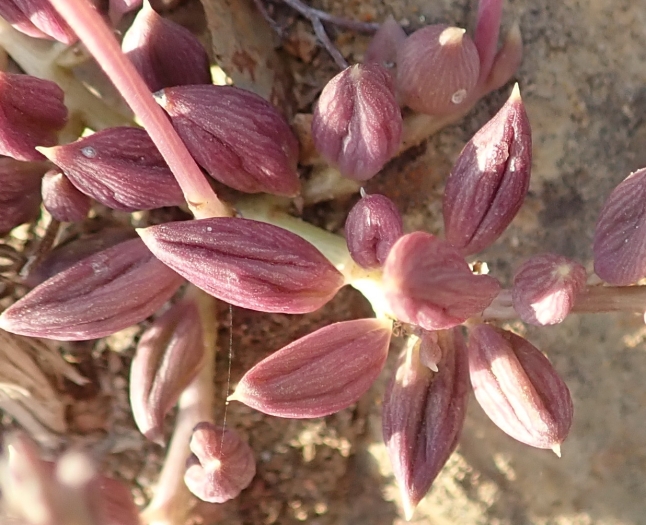 Curio radicans image
