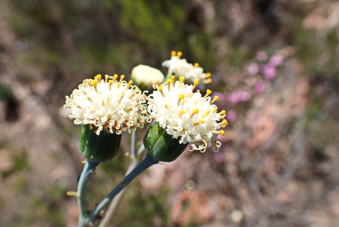 Curio talinoides image