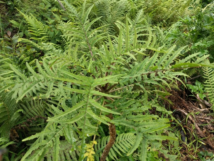 Cyanea grimesiana image