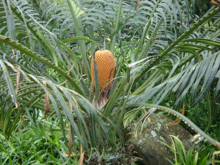 Cycas circinalis image