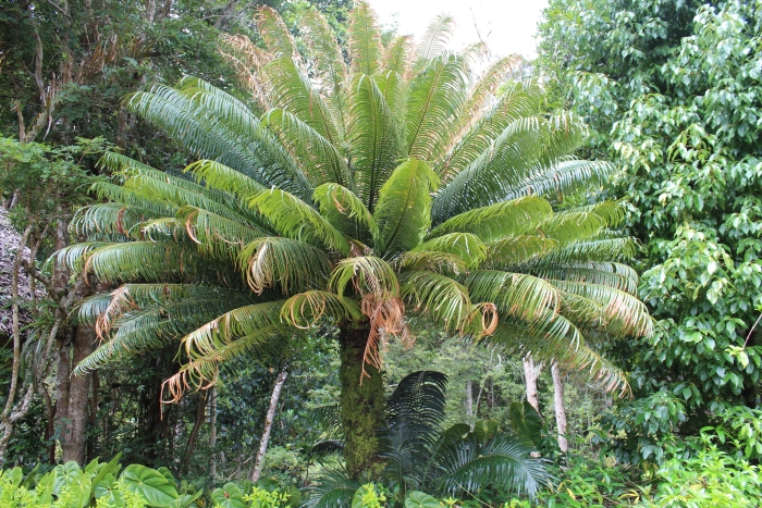Cycas thouarsii image