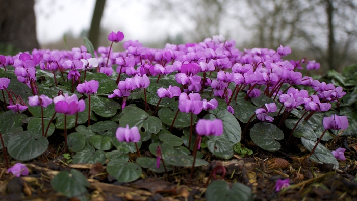 Cyclamen coum image
