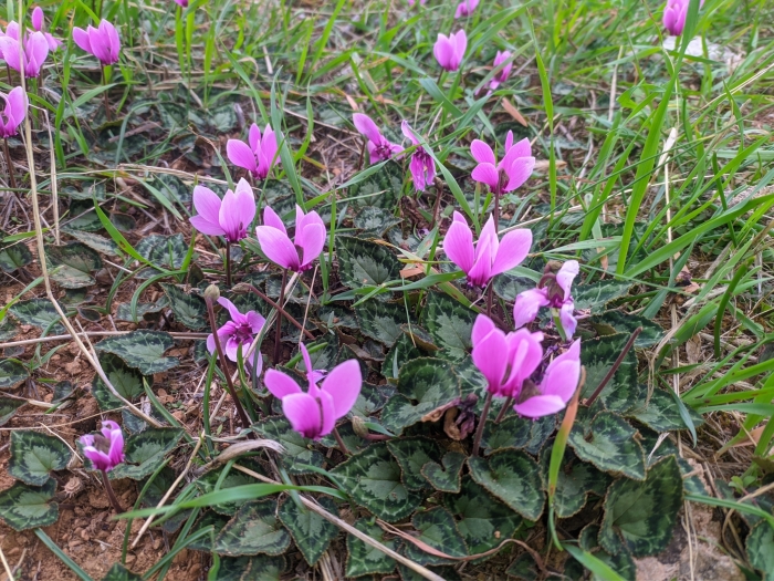 Cyclamen graecum image