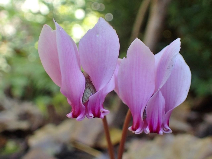 Cyclamen hederifolium image