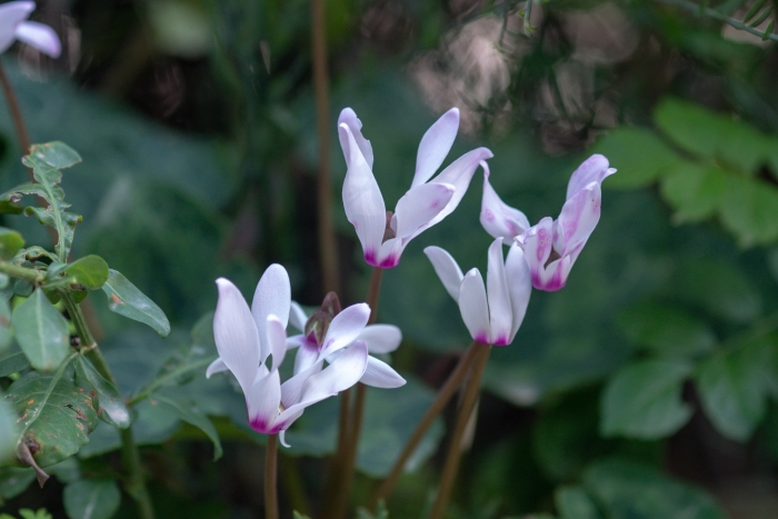 Cyclamen persicum image