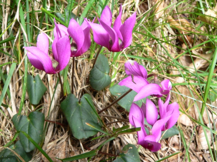 Cyclamen purpurascens image