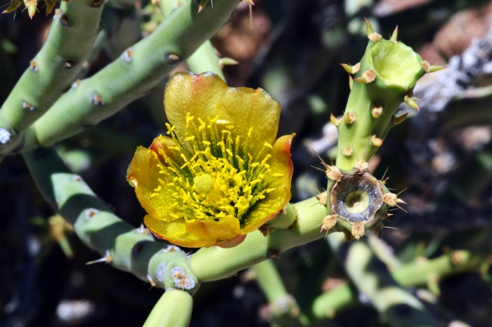 Cylindropuntia arbuscula image