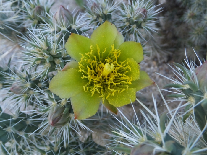 Cylindropuntia echinocarpa image